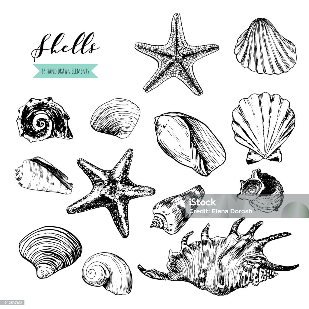 Shells & stones is a set of illustrations drawn by ink and pen. For your design, posters, postcards, invitations, menus, weddings and more. Vector Paintbrush stock vector