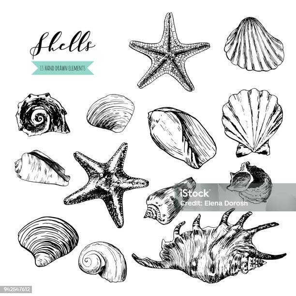 Shells Stones Is A Set Of Illustrations Drawn By Ink And Pen Stock Illustration - Download Image Now