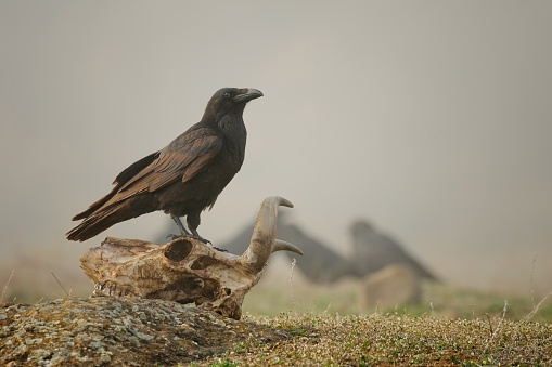 Australian raven (Corvus coronoides) a medium-sized bird with black plumage, the animal walks on the seashore on the sandy beach and looks for food.