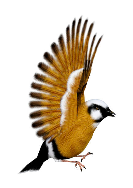 istock 3D rendering parsons finch bird on white 942548078