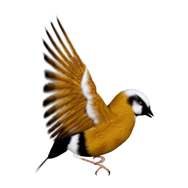 3D rendering parsons finch bird on white