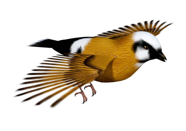 istock 3D rendering parsons finch bird on white 942548094