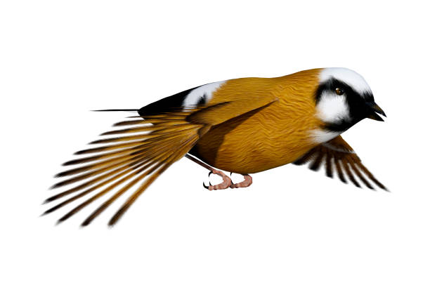 istock 3D rendering parsons finch bird on white 942548096
