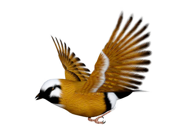 istock 3D rendering parsons finch bird on white 942548108