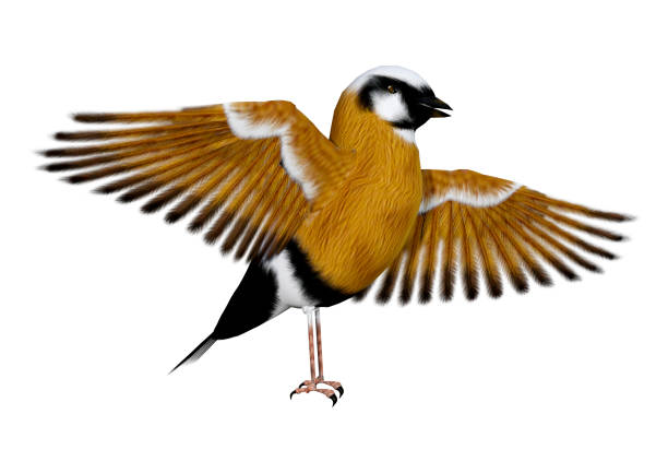 istock 3D rendering parsons finch bird on white 942548112