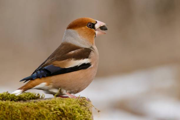 istock hawfinch (Coccothraustes coccothraustes) on the winter bird feeder. 942550392