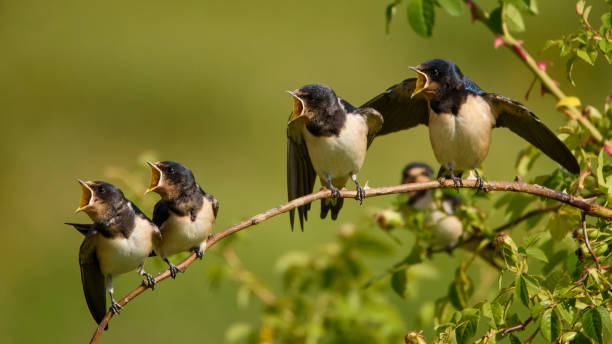 istock Four nestling barn swallows waiting for their parents sitting on a branch. 942550708