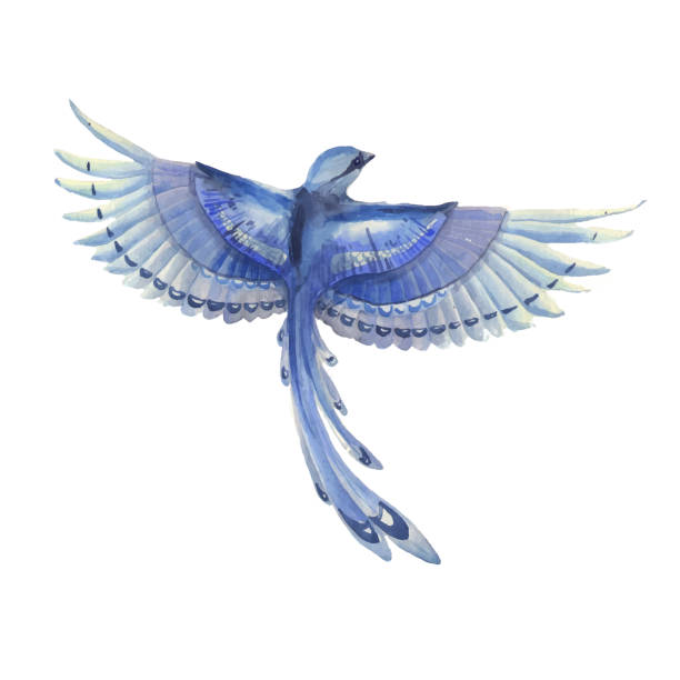 ilustraciones, imágenes clip art, dibujos animados e iconos de stock de blue jay aves volando. ilustración de dibujado a mano acuarela. carácter de lindo pájaro de plumas azules. - canturrear