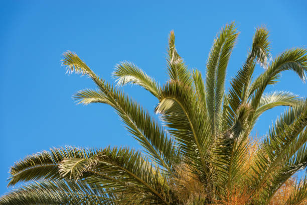 istock Close up of a Palm Tree on a Blue Sky 942559582