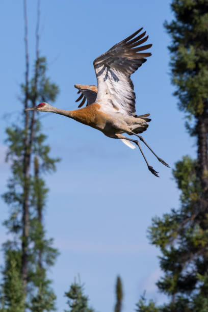 istock Sandhill crane flying. Mackenzie river, Northwest territories ( NWT) Canada 942559994