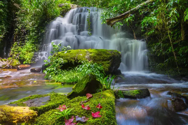 Photo of Mun Dang waterfall with a pink flower foreground in Rain Forest at Phitsanulok Province, Thailand