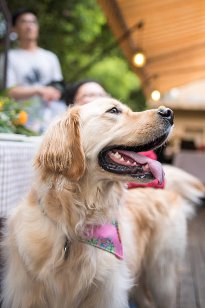 istock A Golden Retriever is smile 942564792