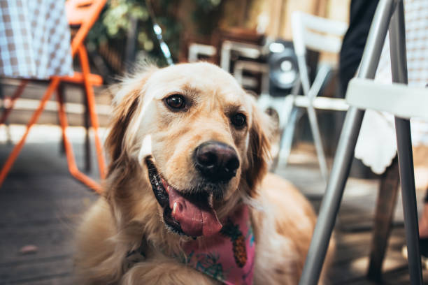 istock A Golden Retriever is smile 942564856