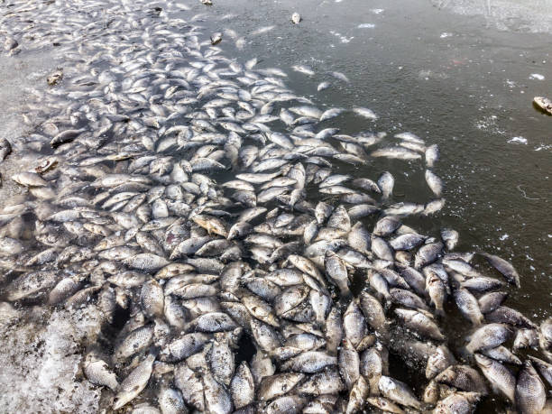 Mass death of fish Mass death of fish floating on lake death stock pictures, royalty-free photos & images