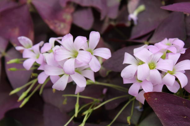 istock Purple Oxalis Flowers 942571560