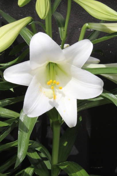 белая пасхальная лилия в полном цвету - lily white easter single flower стоковые фото и изображения