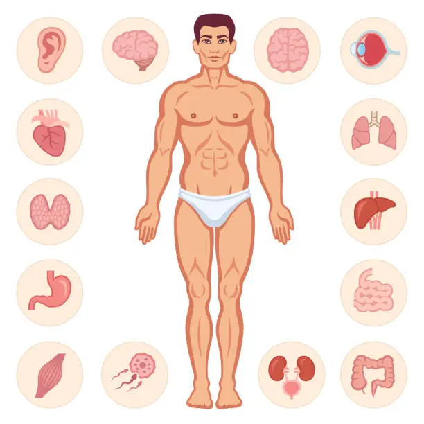 Vector illustration of Human Anatomy