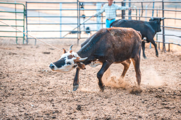 istock Cowboy lassoing in rodeo arena 942580412