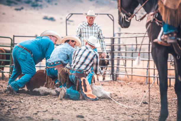 istock Cowboys branding cattle 942580434
