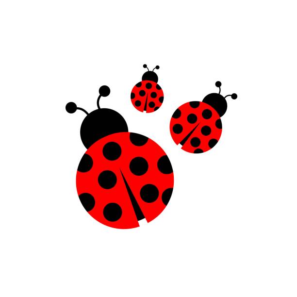 ilustrações, clipart, desenhos animados e ícones de vetor de ícone de joaninha - ladybug insect white isolated