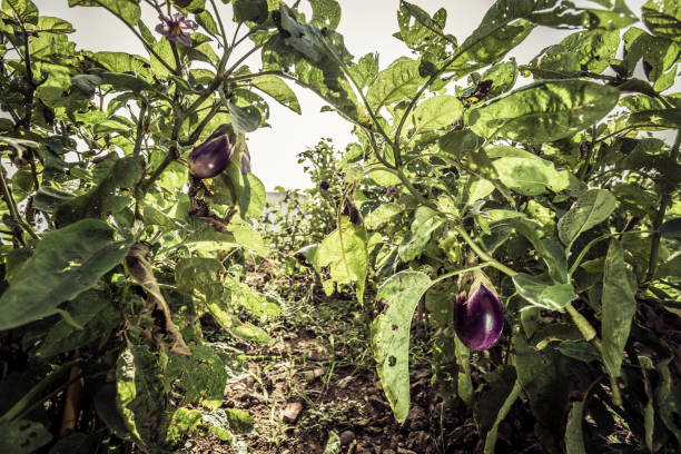 istock Eggplants growing in a vegetable garden and green foliage 942585446