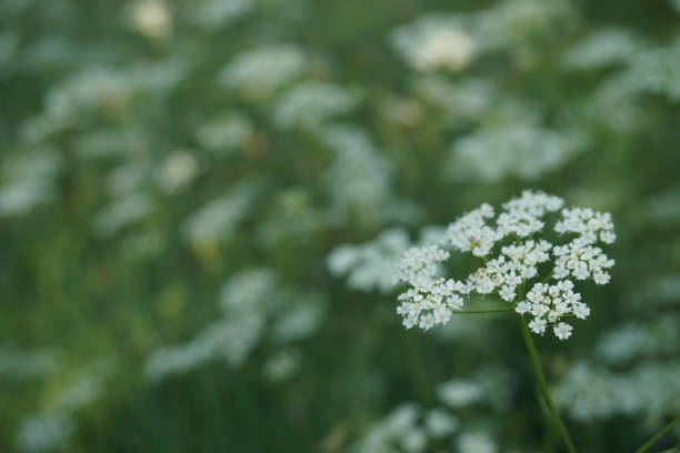 istock Roadside small white flower, London 942588056
