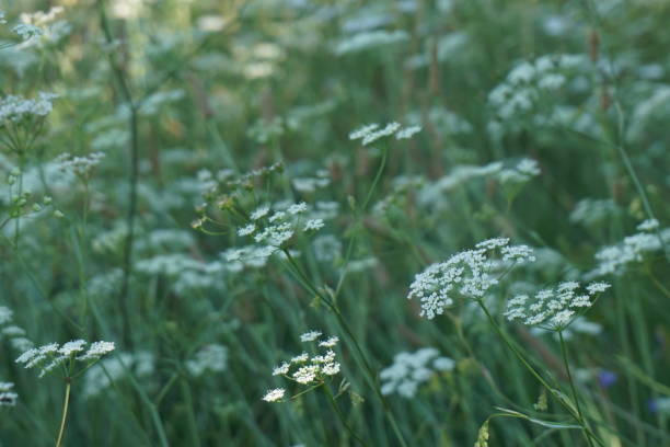istock Roadside small white flower, London 942588070