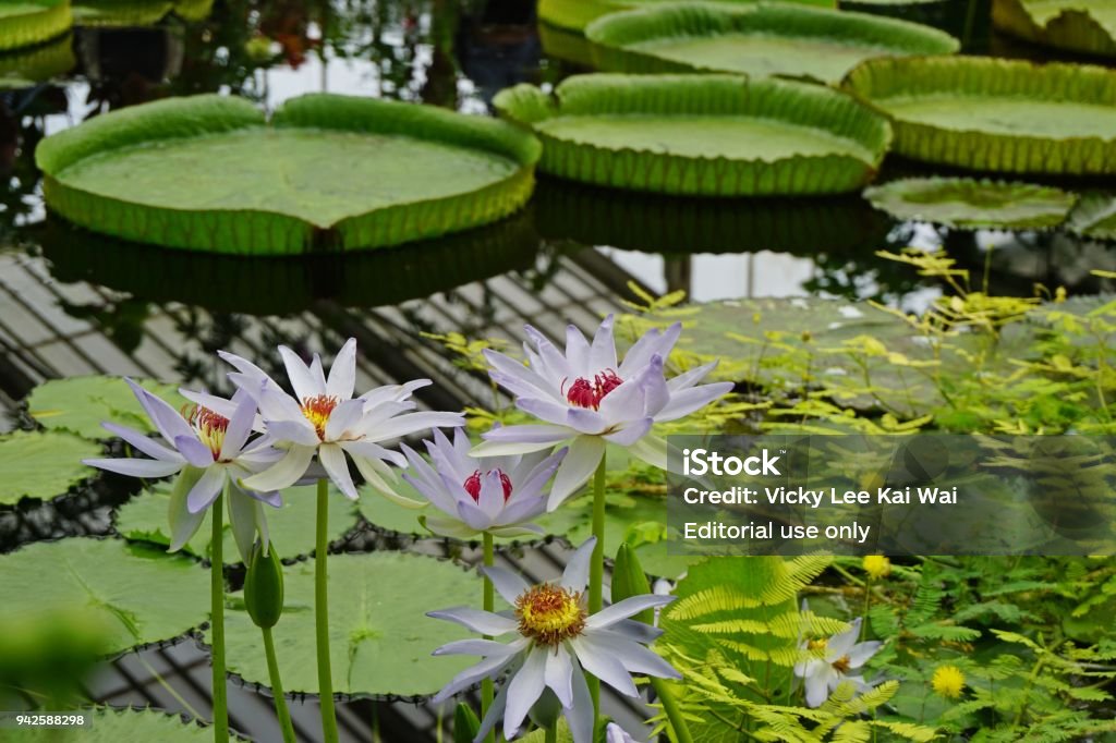 White and lilac water lilies stand from the green leaves Kew Gardens is a botanical garden in southwest London that houses the "largest and most diverse botanical collections in the world". Kew Gardens Stock Photo