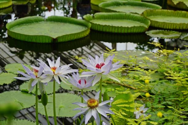 White and lilac water lilies stand from the green leaves Kew Gardens is a botanical garden in southwest London that houses the "largest and most diverse botanical collections in the world". kew gardens stock pictures, royalty-free photos & images