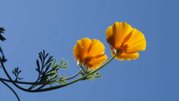 istock Orange flower shades against the blue sky 942588522