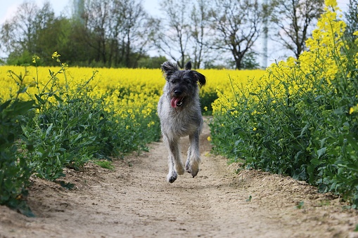 beautiful big schnauzer is running in a rape seed field