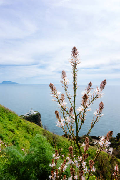 istock Lighthouse of Cape Miseno, Naples, Italy 942591952