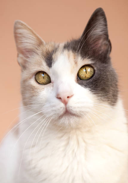 istock European tricolor cat 942592000