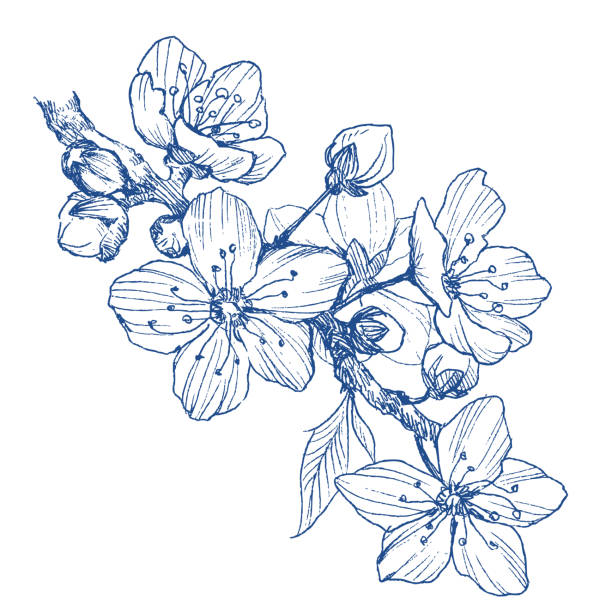 ветвь цветка миндаля изолированная на белизне. винтаж ботанические ручной нарисованной иллюстрацией. весенние цветы яблони или вишни. - sakura stock illustrations