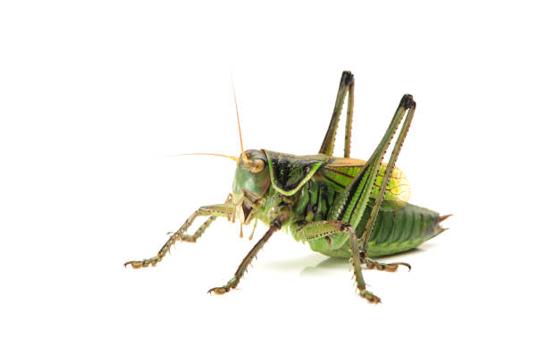 istock Long-horned grasshopper Isolated on white  background 942594560