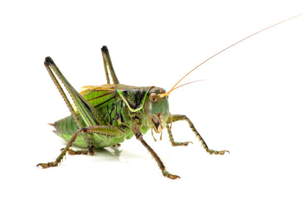 istock Long-horned grasshopper Isolated on white  background 942594614