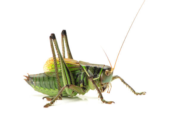 istock Long-horned grasshopper Isolated on white  background 942594656