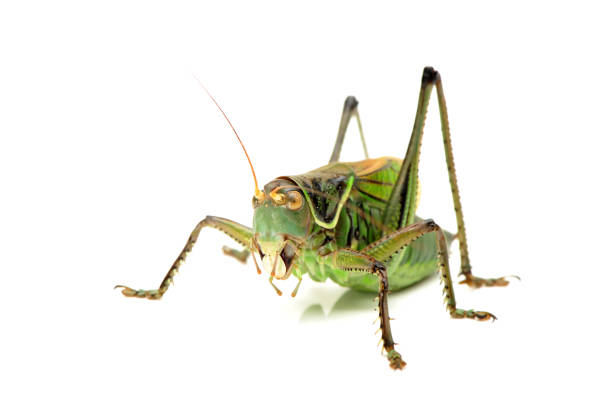 istock Long-horned grasshopper Isolated on white  background 942594666