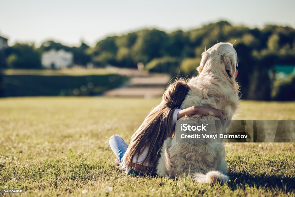 Little cute girl with dog Back view of little cute girl is having fun with golden retriever on a green grass. Charming cheerful girl is sitting with dog labrador. Dog Stock Photo