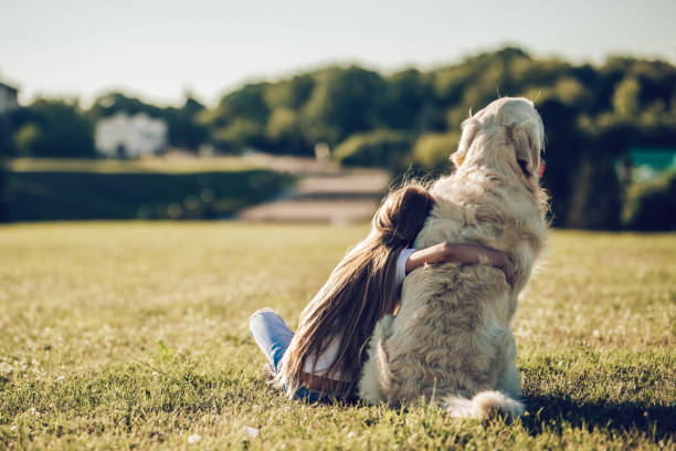 Little cute girl with dog Back view of little cute girl is having fun with golden retriever on a green grass. Charming cheerful girl is sitting with dog labrador. labrador retriever photos stock pictures, royalty-free photos & images