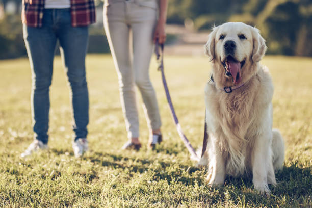 istock Happy family with dog 942596536