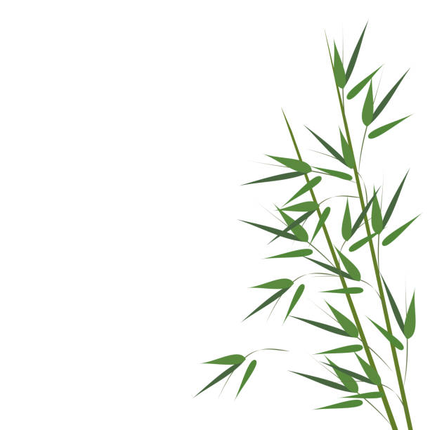 Bamboo sprouts, vector illustration. Bamboo sprouts. Hand drawn vector illustration with copy space on white background. bamboo leaf stock illustrations