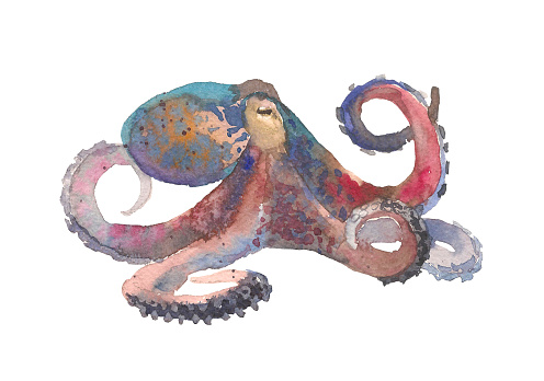 Colored octopus illustration. Abstract watercolor octopus. Watercolor illustration