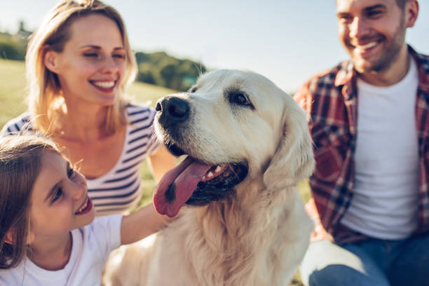 Happy family with dog Beautiful happy family is having fun with golden retriever outdoors. Mother, father and daughter are sitting with dog labrador on green grass in park. young family photos stock pictures, royalty-free photos & images