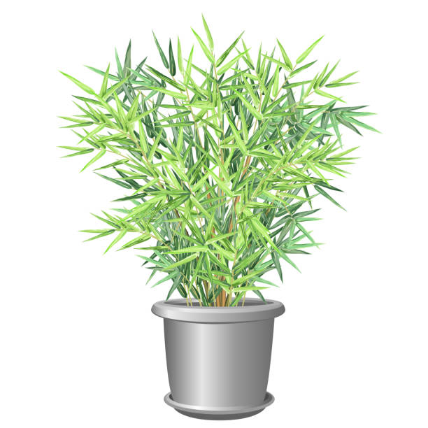 Bamboo plant in pot, vector illustration. Bamboo plant in pot. Realistic vector illustration on white background for house and office interior design. chinese culture paintings bush painting stock illustrations