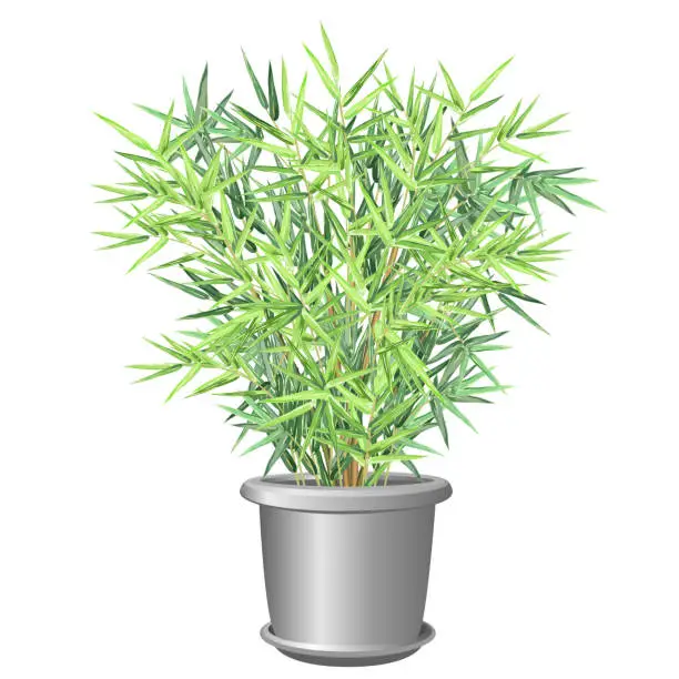 Vector illustration of Bamboo plant in pot, vector illustration.