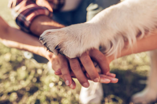 Happy family with dog Hands and paws of all family members. Father, mother, daughter and dog are taking hands together animal foot photos stock pictures, royalty-free photos & images