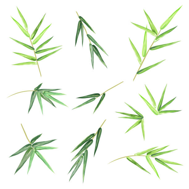 Bamboo leaves, set of vector sketches. Bamboo leaves. Set of hand drawn vector sketches on white background for decorative design. bamboo leaf stock illustrations