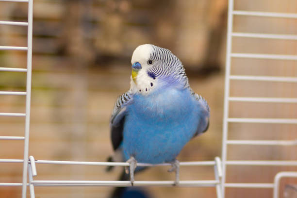 istock Blue wavy parrot sits at the exit of the cage. Birds 942599172