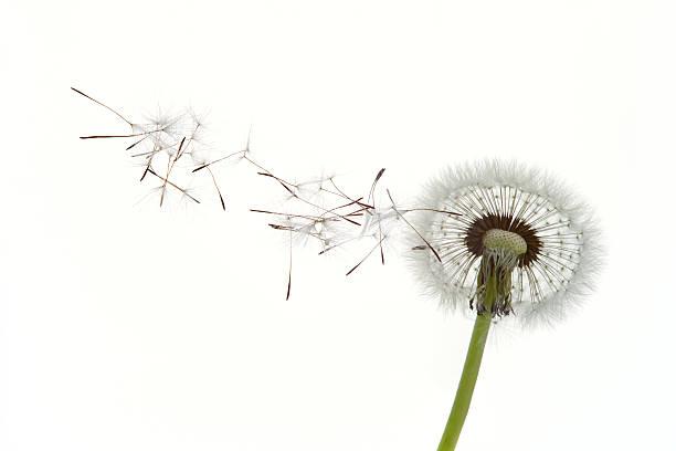 istock Dandelion seeds blowing in the wind against white background 94259949